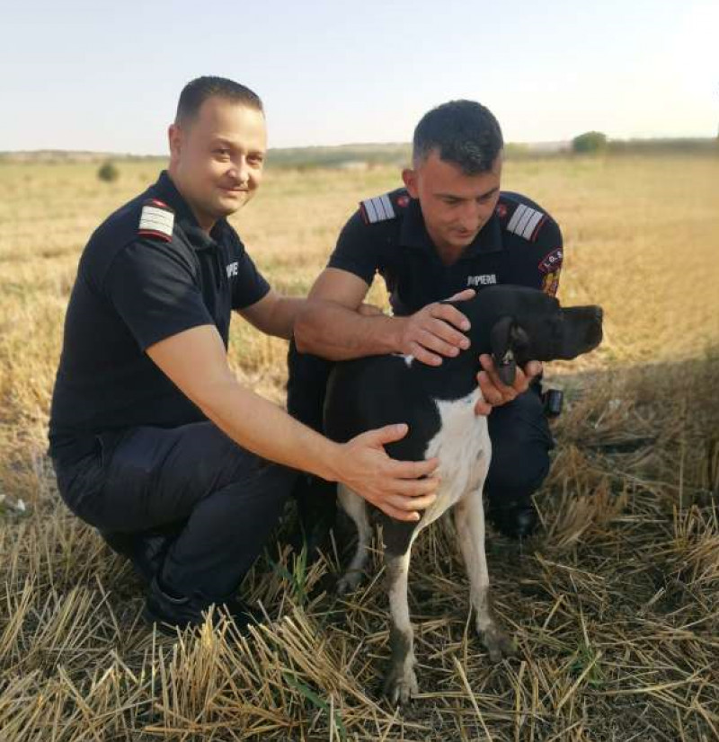 pompieri catelusa salvata fantana foto ISU giurgiu