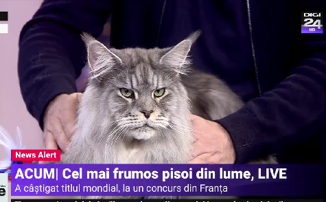 Cel mai frumos motan din lume a venit la Digi24. „Îi place să fie în centrul atenției”