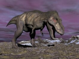 Tyrannosaurus rex, un dinozaur cu sânge cald: descoperire făcută cu ajutorul unui dinte. Reptila ar fi putut trăi și în zone cu îngheț