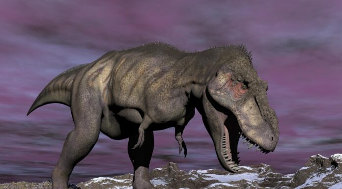 Tyrannosaurus rex, un dinozaur cu sânge cald: descoperire făcută cu ajutorul unui dinte. Reptila ar fi putut trăi și în zone cu îngheț
