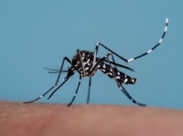 Un proiect experimental a eliberat la Lisabona 30.000 de țânțari care nu înțeapă